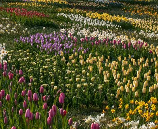 Zwiebel- und Knollenpflanzen zurückschneiden – Ja oder nein? 