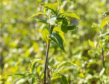 Cornus mas 'Schönbrunner Gourmet Dirndl'
