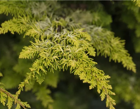 Chamaecyparis obtusa 'Fernspray Gold'
