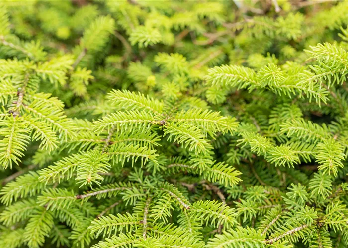 Picea abies 'Nidiformis'