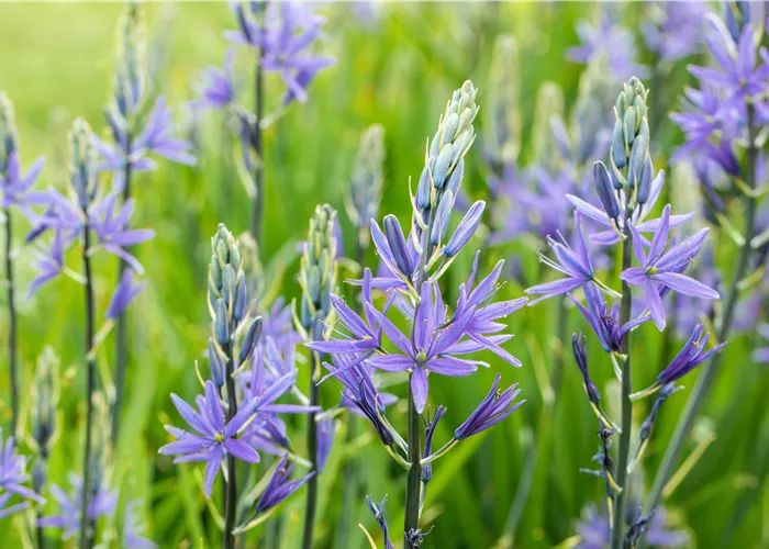Camassia quamash