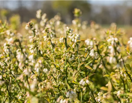 Vaccinium corymb. 'Hortblue Petite' -R-