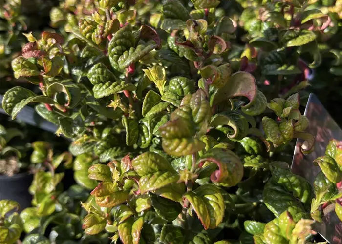Leucothoe axillaris 'Curly Red'