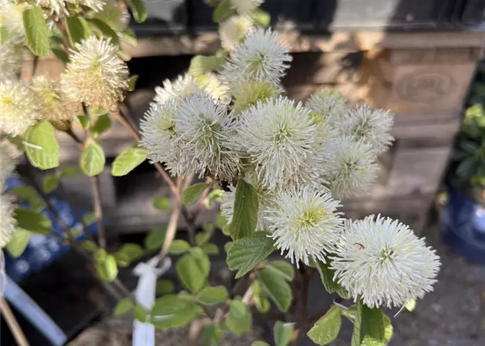 Fothergilla major