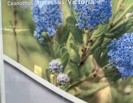 Ceanothus impressus 'Victoria'