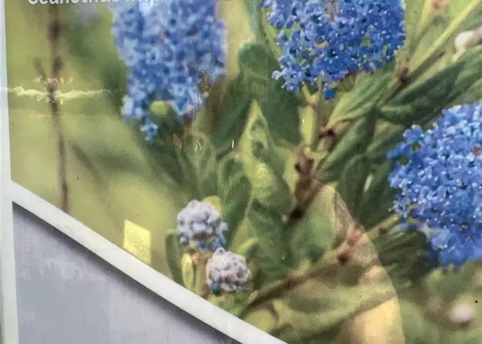Ceanothus impressus 'Victoria'