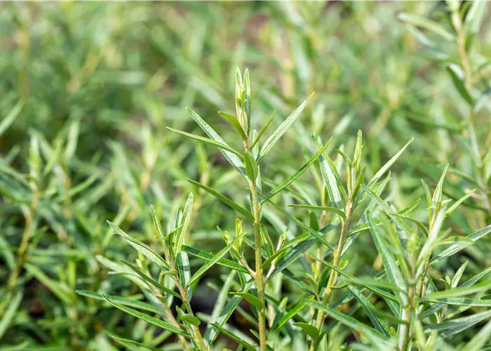 Hippophae rhamnoides 'Friesdorfer Orange'