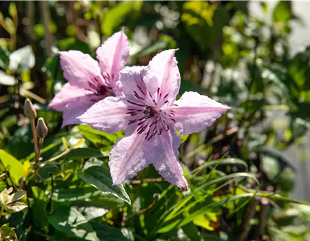 Clematis 'John Paul II'