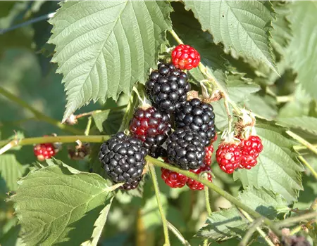 Rubus frut.'Navaho' -R-