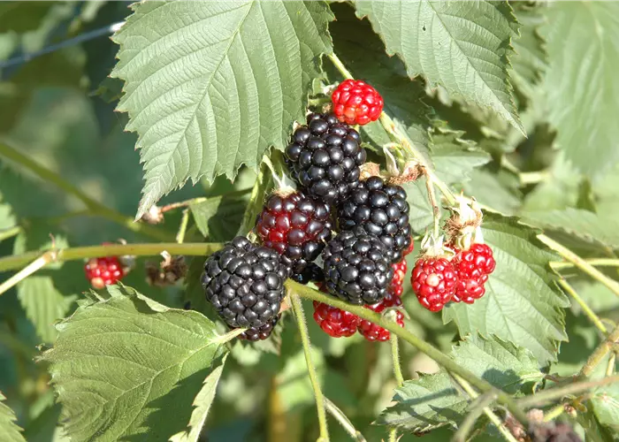 Rubus frut.'Navaho' -R-