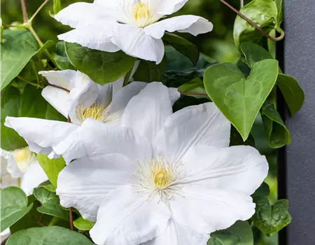 Clematis 'Madame le Coultre'