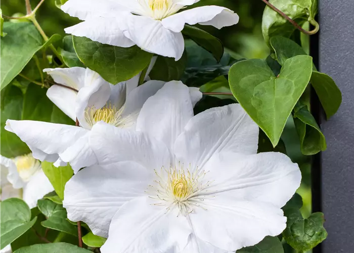 Clematis 'Madame le Coultre'