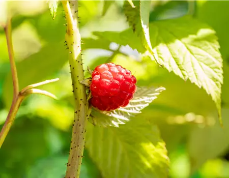 Rubus id.'Glen Ample' -S-