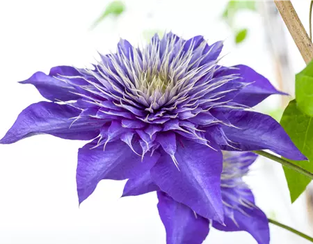 Clematis 'Multi Blue'