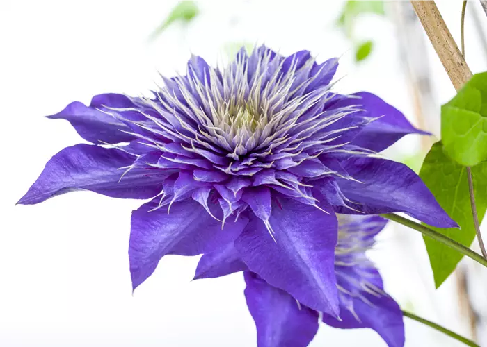 Clematis 'Multi Blue'