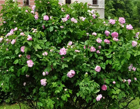 Rosa 'Honorine de Brabant' STR