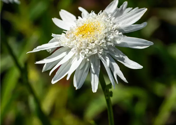 Leucanthemum x superbum 'Wirral Supreme'
