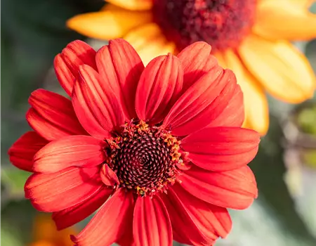 Heliopsis scabra 'Luna Roja' -R-