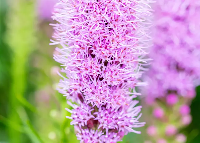 Liatris spicata 'Kobold'