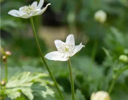 Anemone leveillei