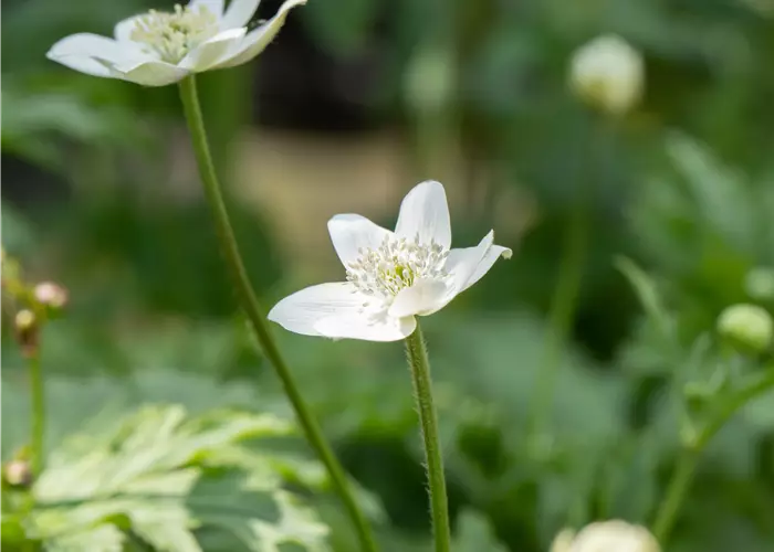 Anemone leveillei