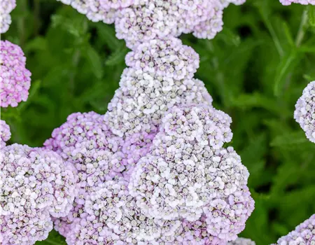Achillea millefolium 'Apfelblüte'