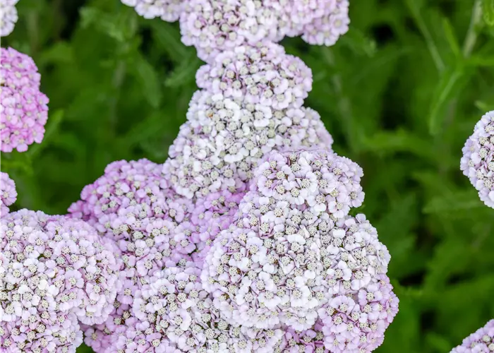 Achillea millefolium 'Apfelblüte'