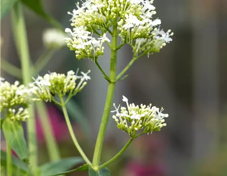 Centranthus ruber 'Albus'