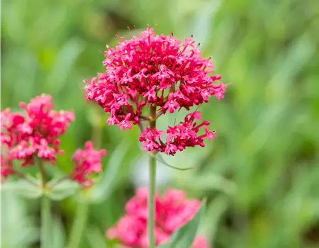 Centranthus ruber 'Coccineus'