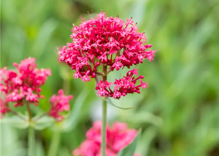Centranthus ruber 'Coccineus'