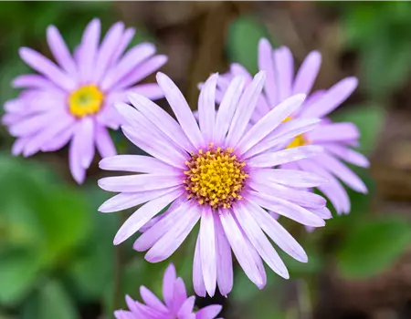 Aster amellus 'Rosa Erfüllung'