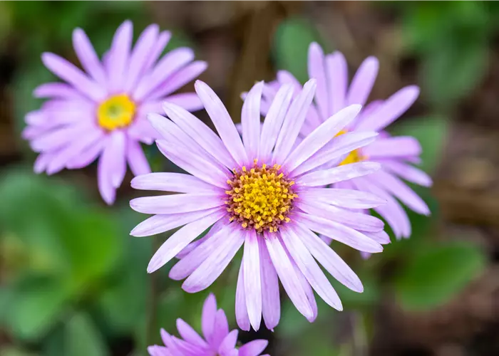 Aster amellus 'Rosa Erfüllung'