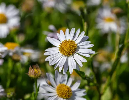 Kalimeris incisa 'Alba'