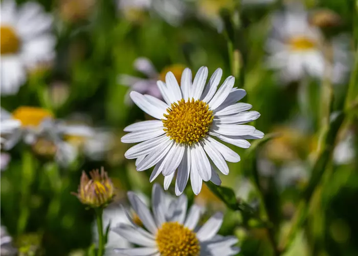 Kalimeris incisa 'Alba'