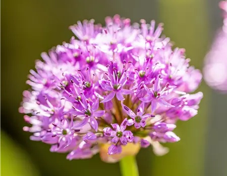 Allium aflatunense 'Purple Sensation'
