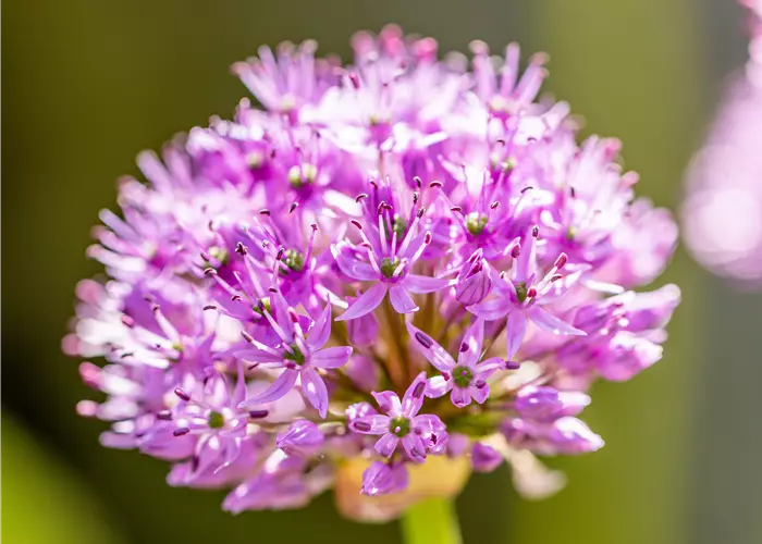 Allium aflatunense 'Purple Sensation'