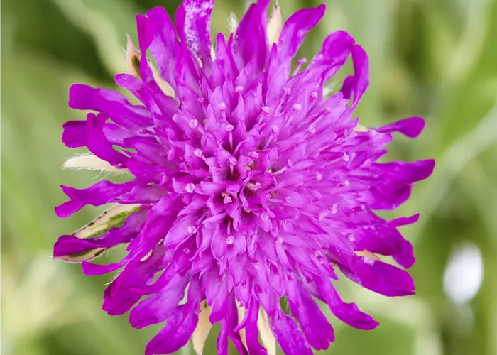 Knautia macedonica 'Thunder and Lightning'