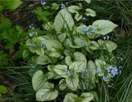 Brunnera macrophylla 'Jack Frost' -R-