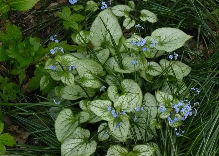 Brunnera macrophylla 'Jack Frost' -R-
