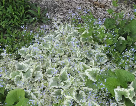 Brunnera macrophylla 'Variegata'
