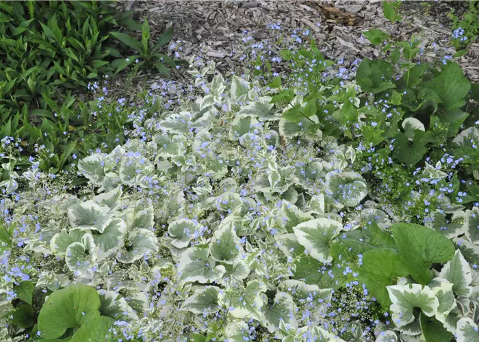 Brunnera macrophylla 'Variegata'