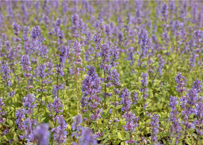 Nepeta racemosa 'Superba'