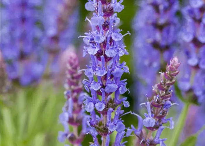 Salvia nemorosa 'Blauhügel'