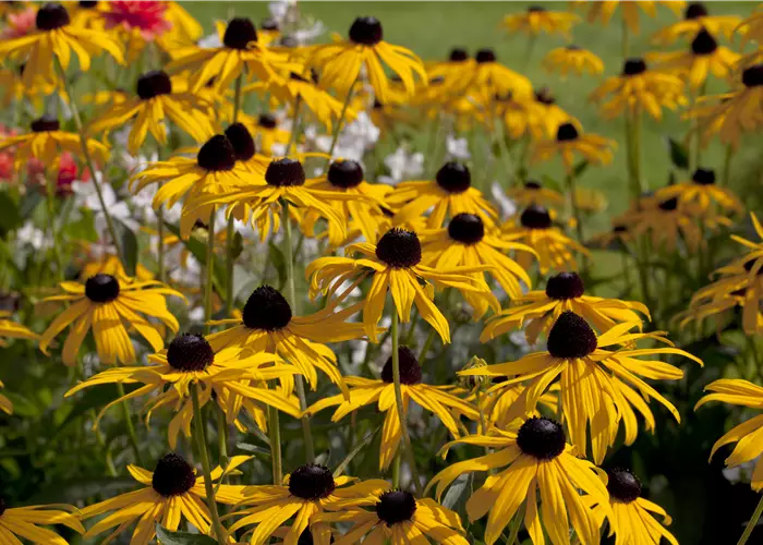 Rudbeckia fulgida 'Early Bird Gold' -R-