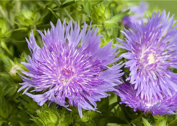 Stokesia laevis 'Mel´s Blue'