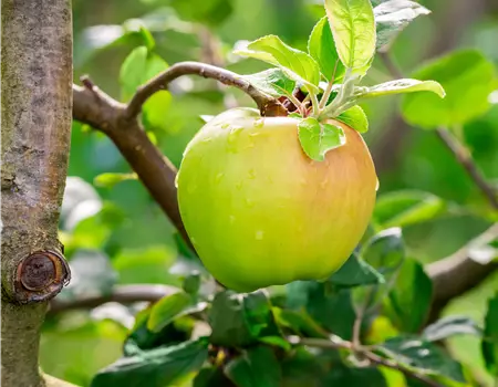 Malus dom. 'Boikenapfel'