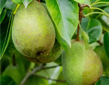 Pyrus com. 'Frühe von Trevoux'