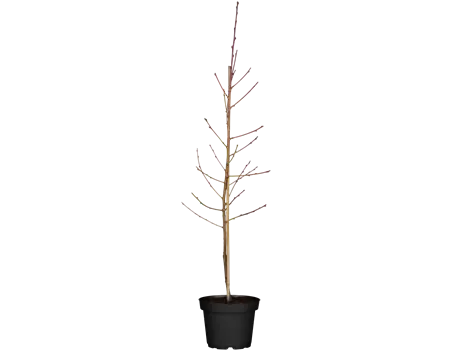 Prunus nuc. 'Fantasia'