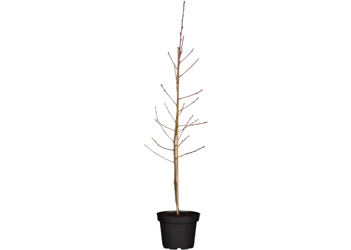 Prunus nuc. 'Fantasia'