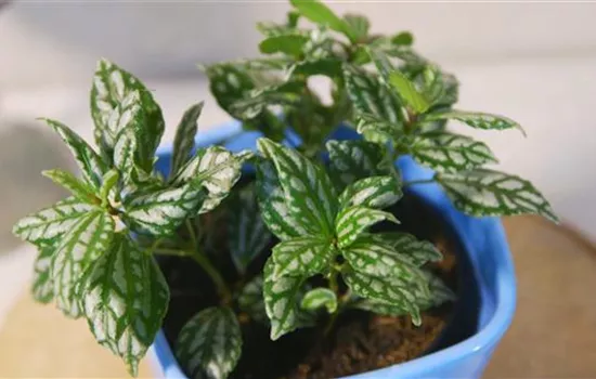 Kanonierblume - Umtopfen